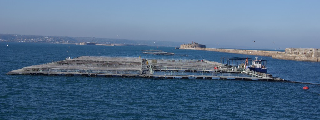 Saumon de France rade de Cherbourg