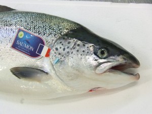 Reconnaitre un saumon de france - Tête de saumon de France